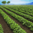 Farm